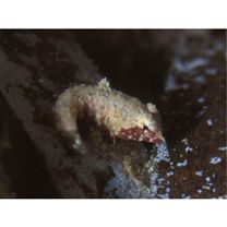 Neosynchiropus morrisoni (Schultz, 1960)