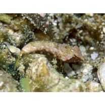 Neosynchiropus morrisoni (Schultz, 1960)