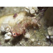 Neosynchiropus morrisoni (Schultz, 1960)