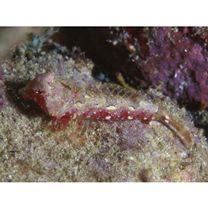 Neosynchiropus morrisoni (Schultz, 1960)