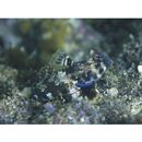 Neosynchiropus ocellatus (Pallas, 1770)