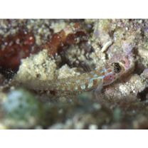 Eviota melasma Lachner et Karnella, 1980