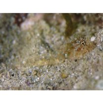 Eviota melasma Lachner et Karnella, 1980