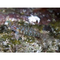 Eviota melasma Lachner et Karnella, 1980