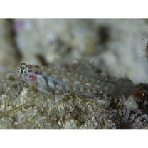 Eviota melasma Lachner et Karnella, 1980