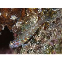 Eviota melasma Lachner et Karnella, 1980