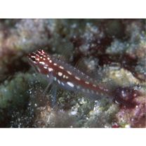 Eviota prasites Jordan et Seale, 1906