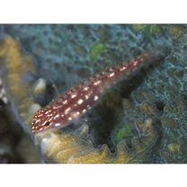 Eviota prasites Jordan et Seale, 1906