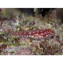 Eviota prasites Jordan et Seale, 1906