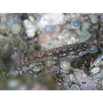 Eviota prasites Jordan et Seale, 1906