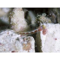 Eviota cometa Jewett et Lachner, 1983