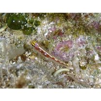 Eviota cometa Jewett et Lachner, 1983