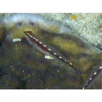 Eviota sebreei Jordan et Seale, 1906