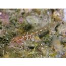 アワセイソハゼ属の1種3(仮)