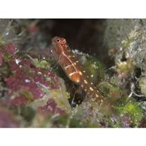 アワセイソハゼ属の1種3(仮)