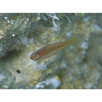 Trimma taylori Lobel, 1979