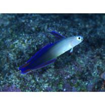 Nemateleotris decora Randall et Allen, 1973