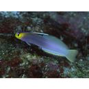 Nemateleotris helfrichi Randall et Allen, 1973