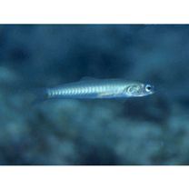 Ptereleotris zebra (Fowler, 1938)