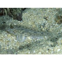 Fusigobius neophytus (Gunther, 1877)