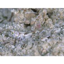 Oplopomops diacanthus (Schultz, 1943)