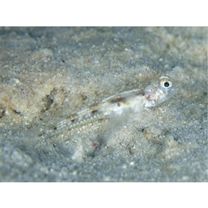 Oplopomops diacanthus (Schultz, 1943)