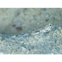 Oplopomops diacanthus (Schultz, 1943)