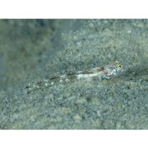 トンガリハゼ属の1種3