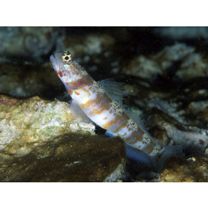 Amblyeleotris periophthalma (Bleeker, 1853)