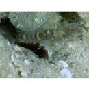 Cryptocentrus nigrocellatus (Yanagisawa, 1978)