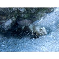 Cryptocentrus nigrocellatus (Yanagisawa, 1978)