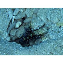 Cryptocentrus nigrocellatus (Yanagisawa, 1978)