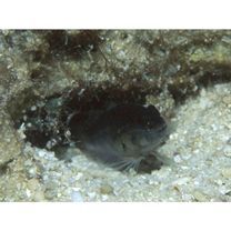 Asterropteryx semipunctata Ruppell, 1830