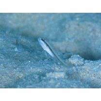 Myersina nigrivirgata Akihito et Meguro, 1983