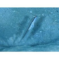 Myersina nigrivirgata Akihito et Meguro, 1983