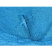 Myersina nigrivirgata Akihito et Meguro, 1983