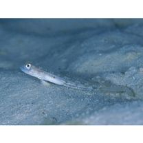 Vanderhorstia sp. 4 of Suzuki in Senou, ed. (2004)