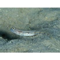 Vanderhorstia sp. 4 of Suzuki in Senou, ed. (2004)