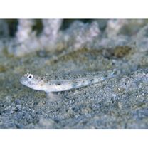 Vanderhorstia phaeostictus (Randall, Shao et Chen, 2007)