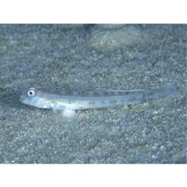 Echinogobius hayashii Iwata, Hosoya et Niimura, 1998