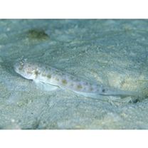 Oxyurichthys papuensis (Valenciennes, 1837)