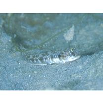 Oxyurichthys papuensis (Valenciennes, 1837)