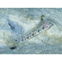 Oxyurichthys papuensis (Valenciennes, 1837)