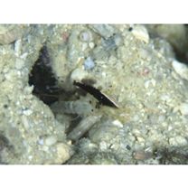 Lotilia klausewitzi Shibukawa, Suzuki et Senou, 2012