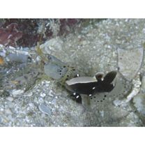 Lotilia klausewitzi Shibukawa, Suzuki et Senou, 2012