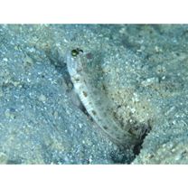 Psilogobius prolatus Watson et Lachner, 1985