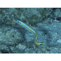 Gunnellichthys curiosus Dawson, 1968