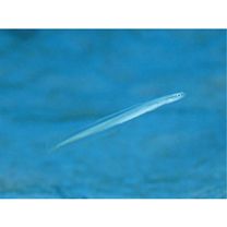 Gunnellichthys viridescens Dawson, 1968