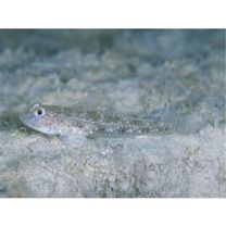 トンガリハゼ属の1種3