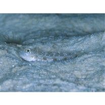 トンガリハゼ属の1種3